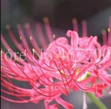 Worldwide Shipping 100 Unidades/Bolsa Bonsai Lycoris Flor No Lycoris Foc... - $12.36