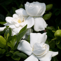 7 Cuttings Heirloom White Gardenia Bush Cape Jasmine Shrub Starter Live Plants - £48.75 GBP