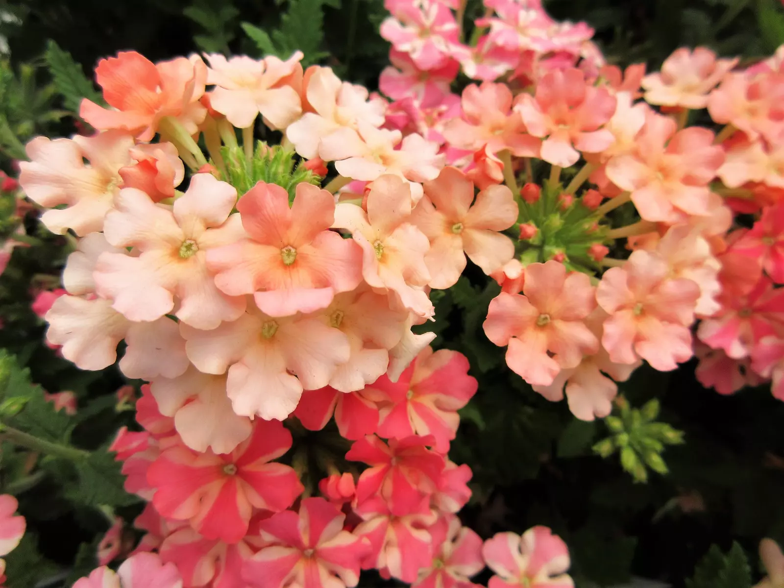 Fresh New 50 Dwarf Apricot Verbena Nana Compacta Fragrant Butterfly Flower Seeds - $14.60