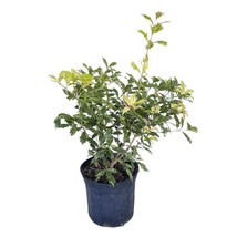 Goshiki False Holly Tree Osmanthus Heterophyllus Goshiki 1 Gallon Potted Plant L - $65.88