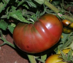 Black Elephant Tomato - Chorny Slon - 10+ seeds - P 275 - £1.57 GBP