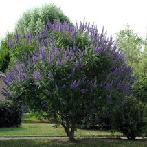 Best USA Seller Vitex Agnus-Castus Monks Pepper Chaste Tree 50 Seeds - £10.30 GBP