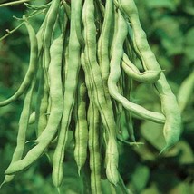 Kentucky Wonder Pole Green Beans 25 Seeds Fresh Garden USA SELLER - £9.80 GBP