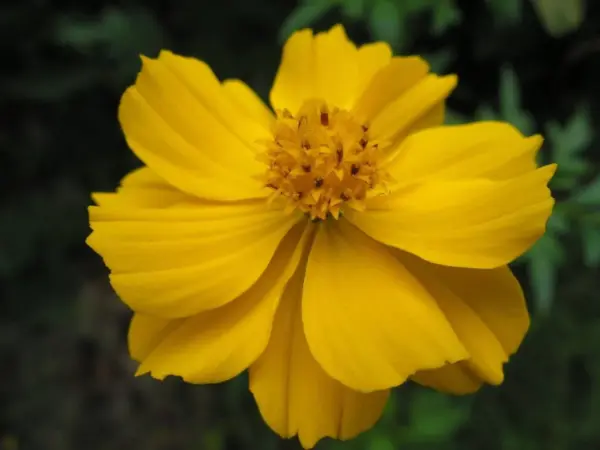 Top Seller 300 Yellow Sulphur Cosmos Bipinnatus Flower Seeds - £11.45 GBP
