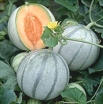 20 Organic Seeds Cantaloupe Melon, French Charentais, Non Gmo Heirloom Sweet - £8.58 GBP