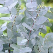 Eucalyptus Gunnii Cold Hardy Fresh Seeds - £14.93 GBP
