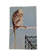 Postcard Mother Monkey Holding Baby Monkey On Fence Animal Primate Chrome - $6.66 CAD