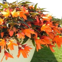 Pelleted Begonia 15 Thru 50 Begonia Bossa Nova Orange Trailing Begonia Fresh See - £13.82 GBP