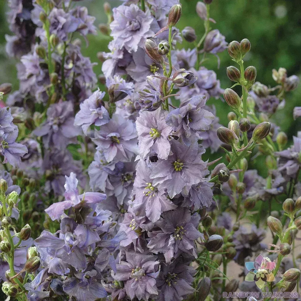 200 Misty Lavender Delphinium Seeds New Fast Shipping - $10.96