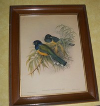 Old Gould Richter Trogon Bird Hullmandel Impression Audubon Style Lithograph Art - £215.02 GBP