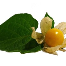 USA SELLER New Pineapple Tomatillo Physalis ixocarpa Ground Cherry Pineapple Fla - $5.18