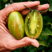 HSeeds 50 Seeds Lucky Tiger Tomato Tomatoe Vegetable Garden Edible Food - £4.27 GBP