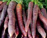 1000 Cosmic Purple Carrot Seeds - $8.49