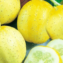 Lemon Cucumber Seeds Cucumber Seeds Seeds for garden - $4.95