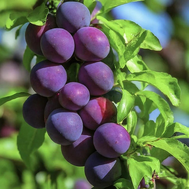 Cherry Plum Tree Bare root - $36.99