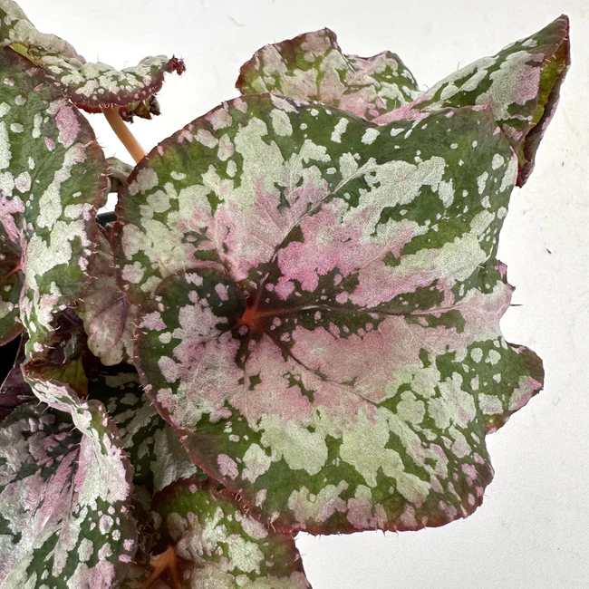 PSStore Begonia Steve&#39;s Leaves Valentine Swirl 3.5 Inch Pot - $37.50
