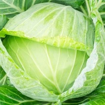 Golden Acre Cabbage Cabbage Fresh Heirloom Garden Bulk Seeds - $172.69 MXN