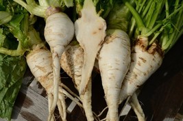 Shogoin Turnip Seeds Japanese Salad Fresh Fast Shipping - $3.78