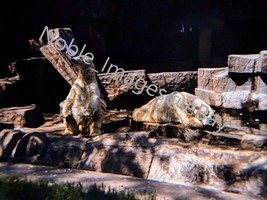 1961 Brookfield Zoo Polar Bears Exhibit Chicago Kodachrome Slide - $4.46