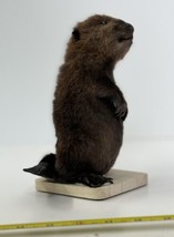Beautiful Adorable Baby Beaver Kit Taxidermy Mount Art Wildlife #6 - £353.98 GBP