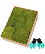 Preserved Reindeer Moss 1.8 sq Ft Natural Yellow-Green Moss for Decor - €16,73 EUR Preserved Reindeer Moss 1.8 sq Ft Natural Yellow-Green Moss for Decor - €16,73 EUR