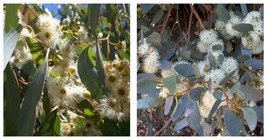 100 Seeds Moot Eucalyptus Seeds Tree Flower Perennial Flowers - $44.98