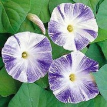 USA SELLER 25 Morning Glory Flying Saucers Mix Ipomea Self-Seeding Annual Flower - $19.84