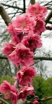 Crimson Cascade Weeping Flowering Peach Blossom Tree 4&#39;-6&#39; Trees Plants ... - £77.49 GBP