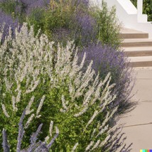 New Fresh USA Seller 20 Munz S Sage Seeds California Landscaping Salvia Munzii R - £4.55 GBP