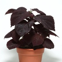 USA Seller Coleus Seeds Coleus Premium Sun Dark Chocolate 15 Thru 200 Pelleted S - £26.26 GBP