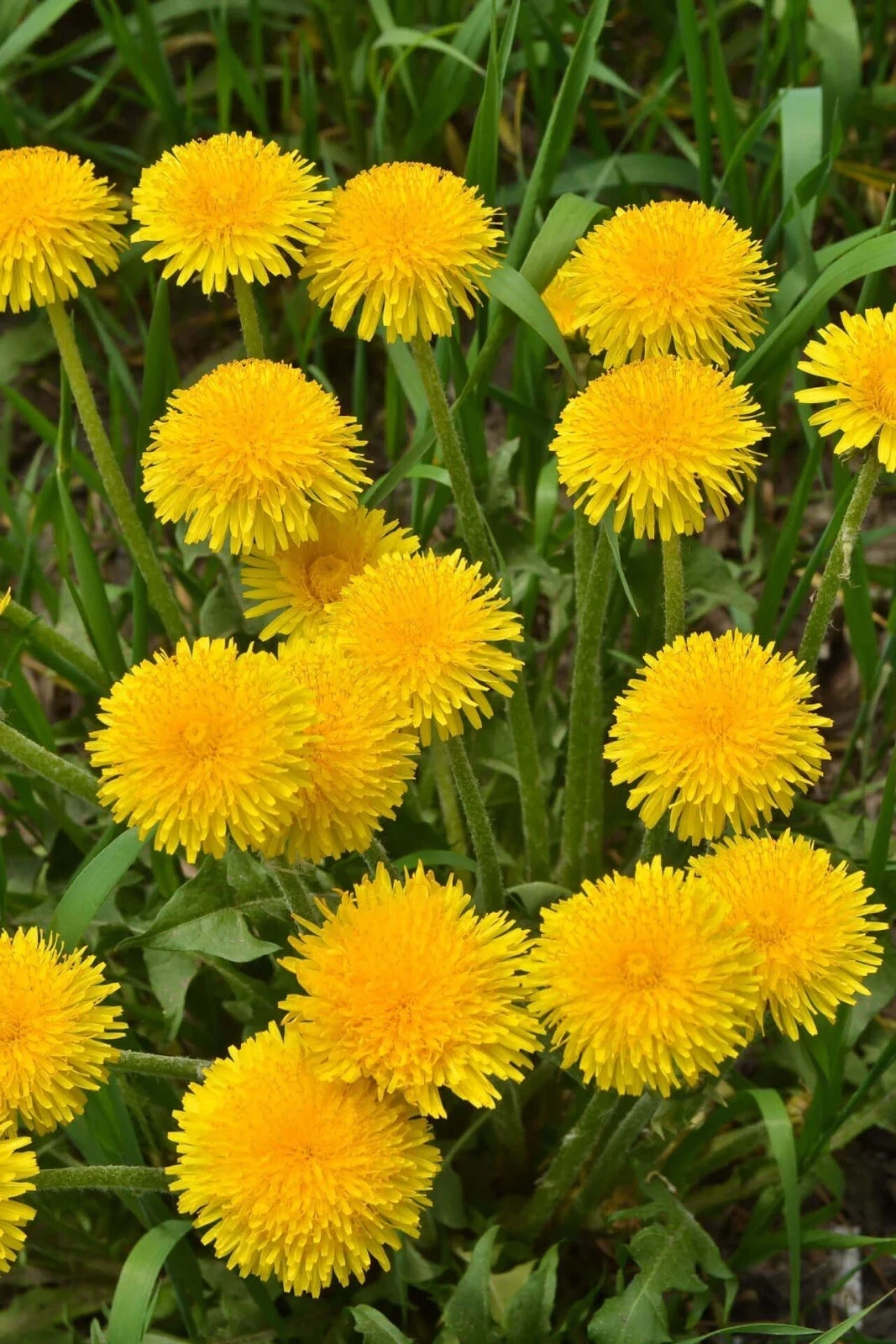 100 Dandelion Seeds / True / Wild / Yellow Flowers / Organic Perennial Item image 4