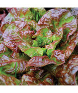 SDC Lettuce Prizehead Seeds Ruffled Leaves Mild Flavor Easy Grow - €12,21 EUR
