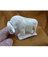 musk-w9 white Musk Ox of shed ANTLER figurine Bali detailed Arctic muskox - $3,589.63 MXN