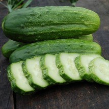 Organic National Pickling Cucumber Plant Seeds - £5.49 GBP