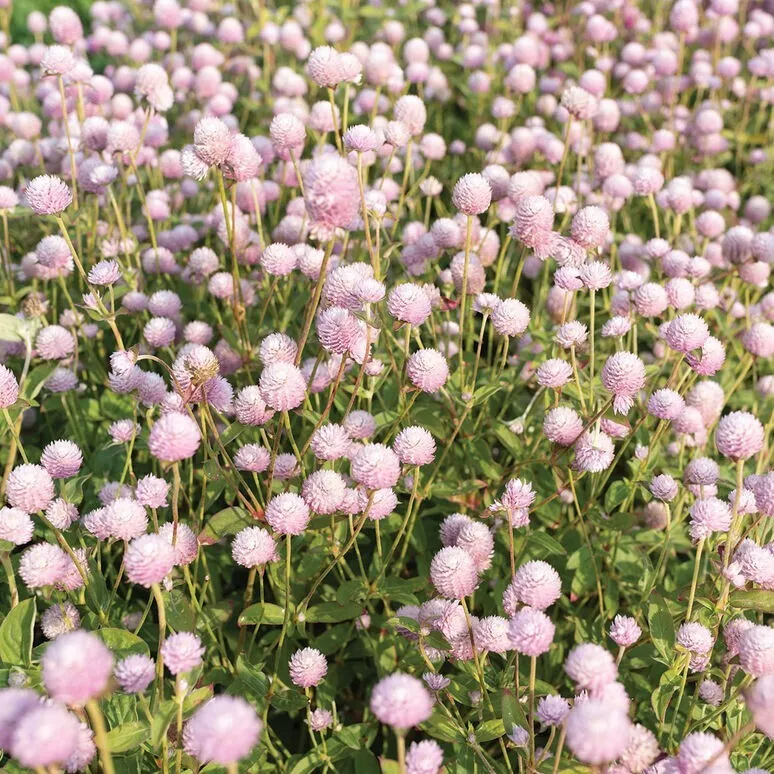 40 Seeds Gomphrena Frosty Pink - £7.75 GBP