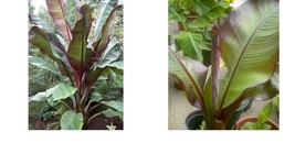 Red Abyssinian Banana - Maurelii - 12-14 Inches tall - £35.03 GBP