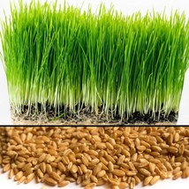 AW [ Wholesale ] Wheat Grass Seed Guaranteed To Grow Friendly Usda Organ... - $8.89