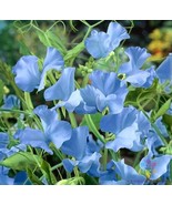 50 Cheshire Blue Sweet Pea Seeds Flower Fresh Seeds - $8.99