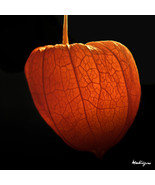 100 Seed CHINESE LANTERN Winter Ground Cherry Japanese Physalis Alkekeng... - $9.99