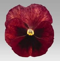 HS New! 35+ Pansy Inspire Terracotta Flower Seeds / Long Lasting Annual - £3.81 GBP