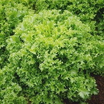 Green Curled Ruffec Endive Seeds 600 Chicory SeedsFrom US  - $8.35