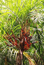 Orange Bamboo Palm Chamaedorea Seifrizii Reed Palms Seed 30 Seeds Garden - £8.60 GBP