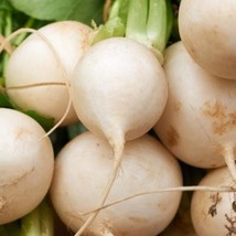 Shogoin Japanese Turnip Seeds Hakurei Daikon Radish Potato White Asian Vegetable - $7.90