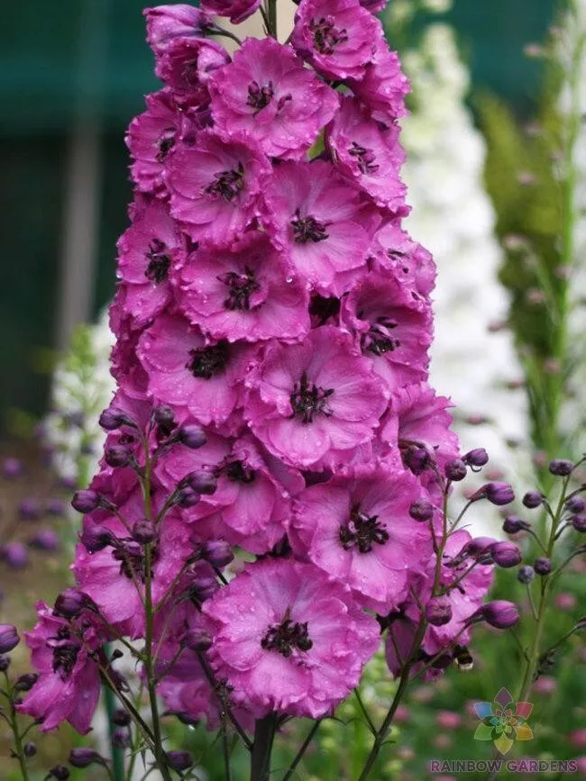 Seeds USA Seller 200 Pink Punch Delphinium Seeds Planting - $10.96