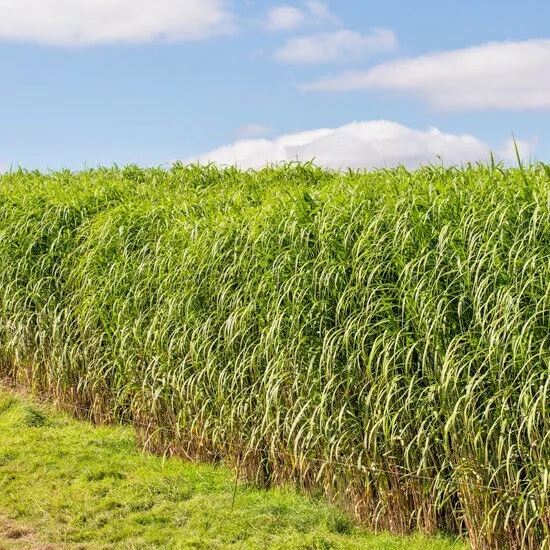 1000+Switchgrass Seeds Native Tall Grass Prairie Ornamental Perennial Fast Easy  - £5.98 GBP