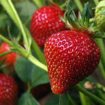 Heirloom 9 Varieties of Red Organic Strawberry 100 Seedsasss - $6.00