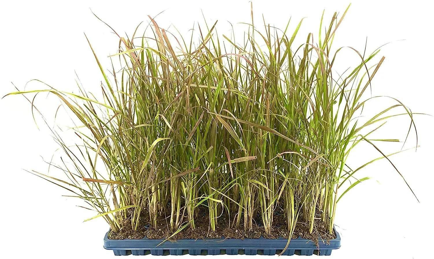 Red Fountain Grass Pennisetum Setaceum Rubrum Live Plants Ornamental Grass - £31.46 GBP