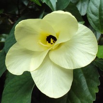 New Fresh USA Seller Bauhinia Tomentosa St Thomas Bell Orchid Yellow Butterfly T - $18.40