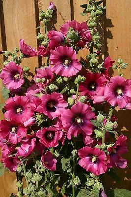 Collectible Alcea rosea Halo Cerise 1,000 seeds - $4,711.59 MXN