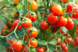 50 + Seeds  Baxters Early Bush Tomato Juicy Tomatoe Vegetable Garden Edi... - £6.91 GBP